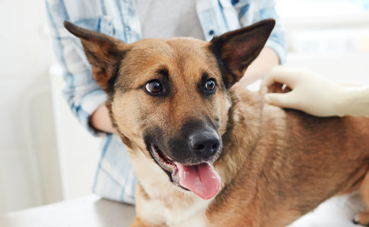 Dog getting a check up with tongue out